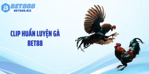 Clip Huấn Luyện Gà - Bí Quyết Tạo Gà Chiến Bền Bỉ Từ Sư Kê