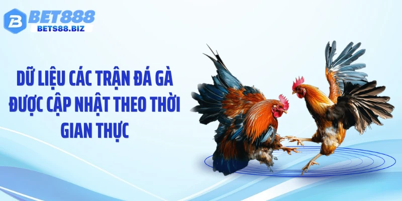 Dữ liệu các trận đá gà được cập nhật theo thời gian thực