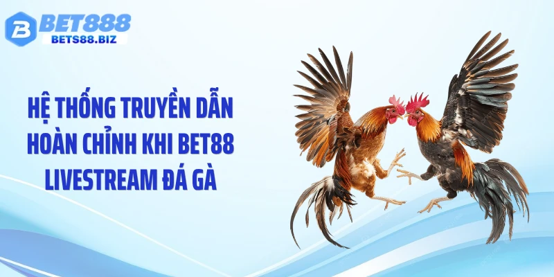 Hệ thống truyền dẫn hoàn chỉnh khi BET88 livestream đá gà