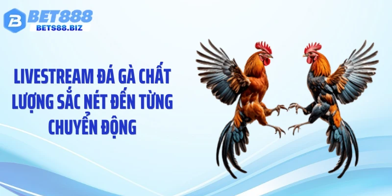 Livestream đá gà chất lượng sắc nét đến từng chuyển động
