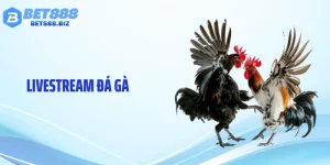 Livestream Đá Gà BET88 - Hình Ảnh Chọi Kê Trực Tiếp Cực Nét