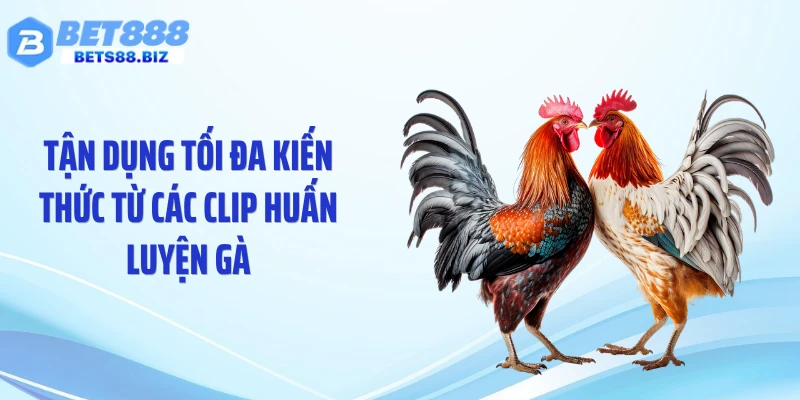 Tận dụng tối đa kiến thức từ các clip huấn luyện gà