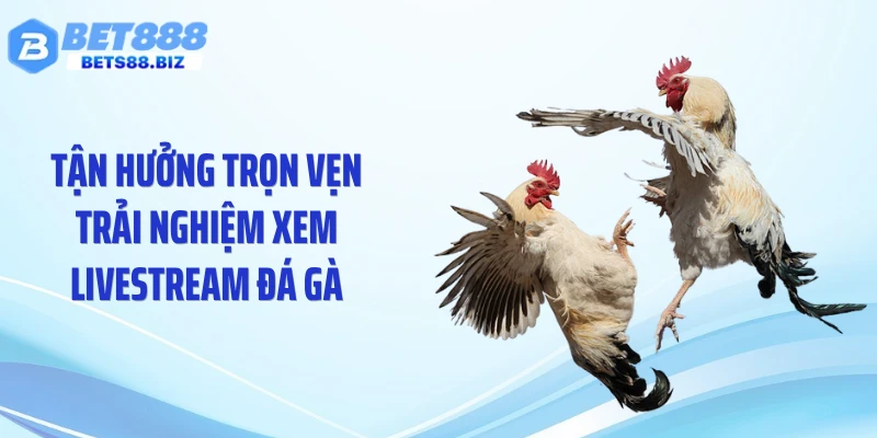 Tận hưởng trọn vẹn trải nghiệm xem livestream đá gà