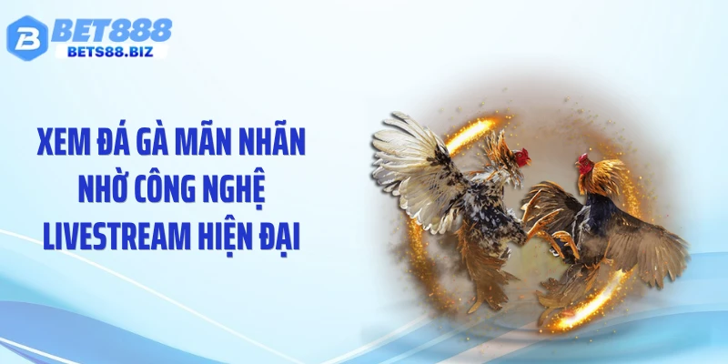 Xem đá gà mãn nhãn nhờ công nghệ livestream hiện đại